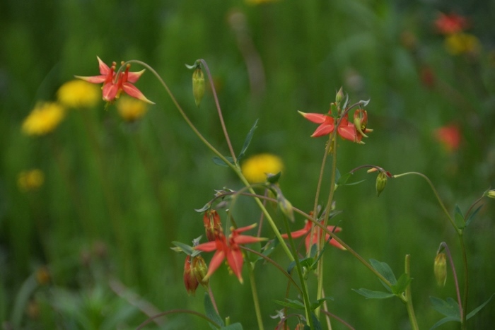 wildflowers on Lower Dewey Lake Trail
